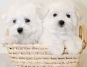  KC Great maltese Puppies 75% European Due 2012 