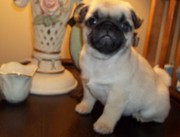 Adorable Male and female Pug puppies for a home in need